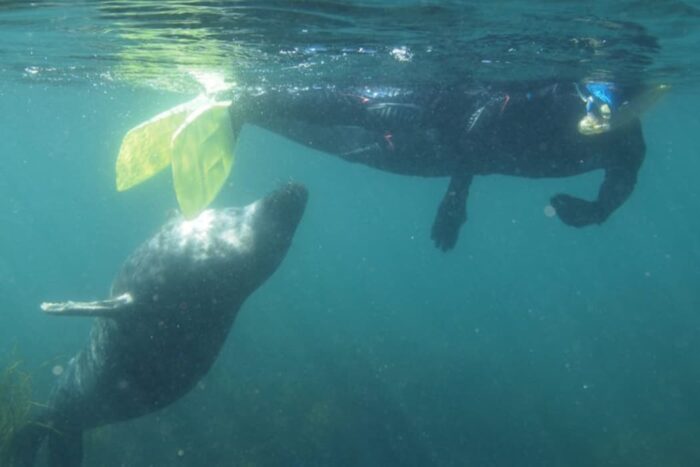 Steve Backshall snorkelling with Grey Atlantic Seals