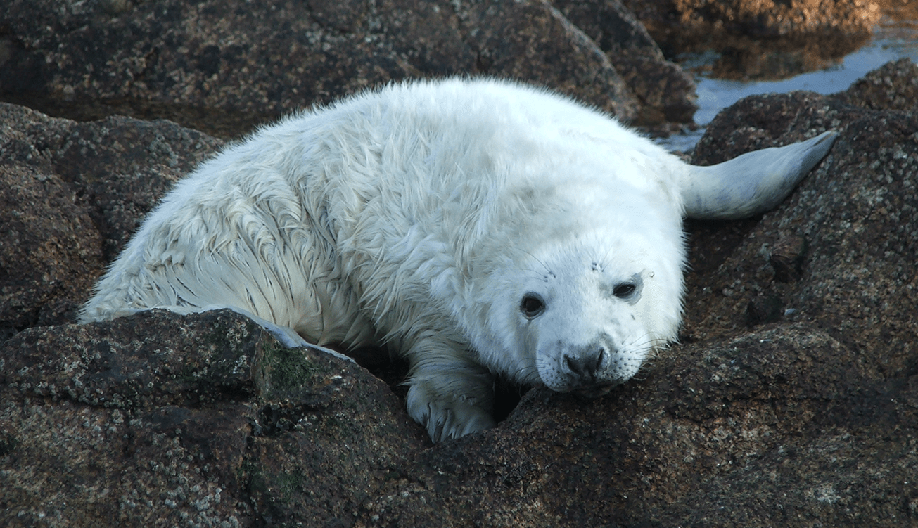 Isles of Scilly -  Atlantic Grey Seal Pup