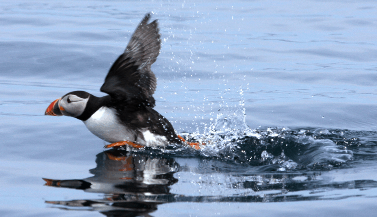 Puffins return in spring to the Isles of Scilly
