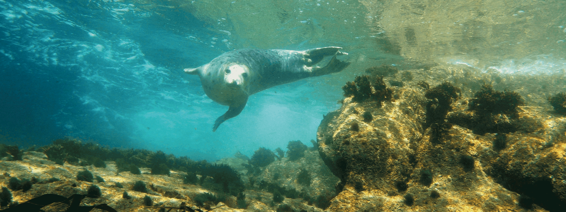 Atlantic Grey Seal - Isles of Scilly