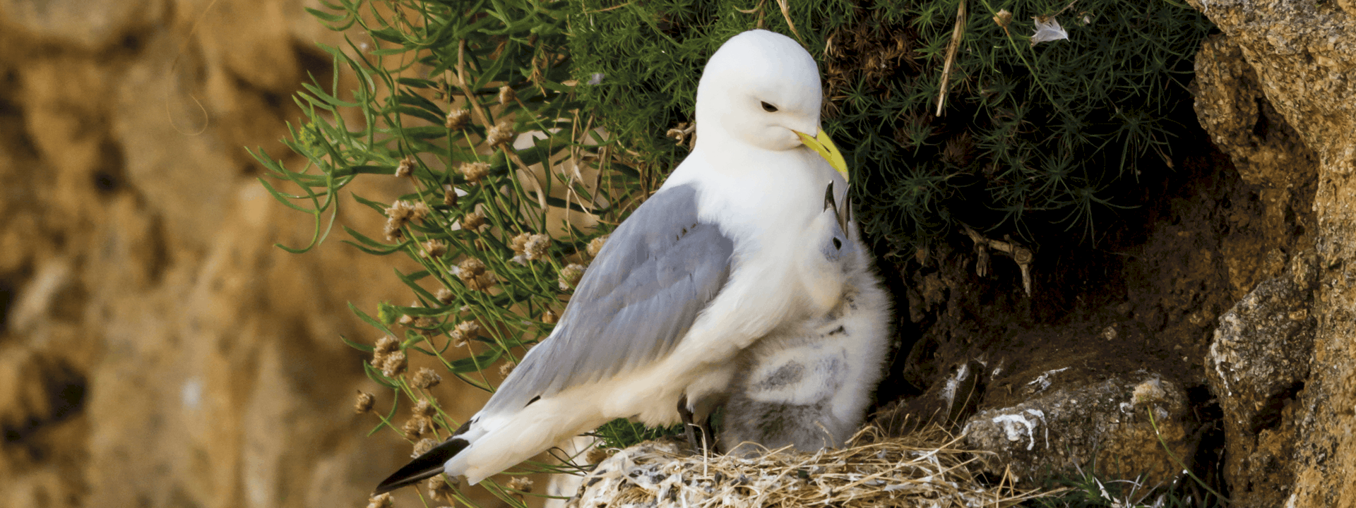 Black Legged Kittiwake with chick - Isles of Scilly