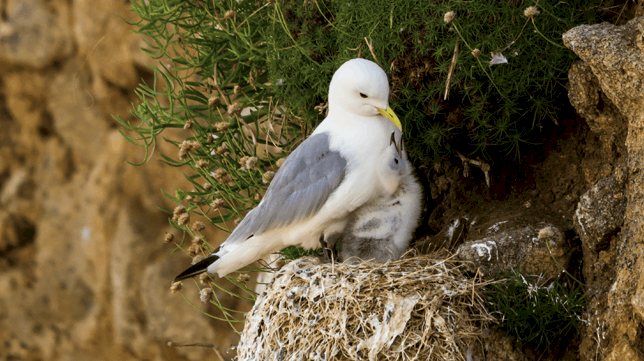 Black Legged Kittiwake with their chick on a cliff - Isles of Scilly