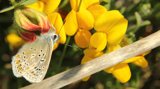 Butterfly - Isles of Scilly