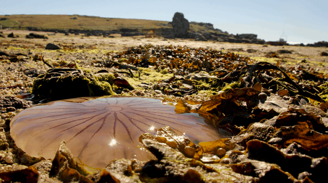 Compass Jellyfish - Porth Hellick, Isles of Scilly