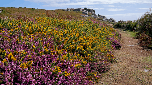  Heather & Gorse - Isles of Scilly