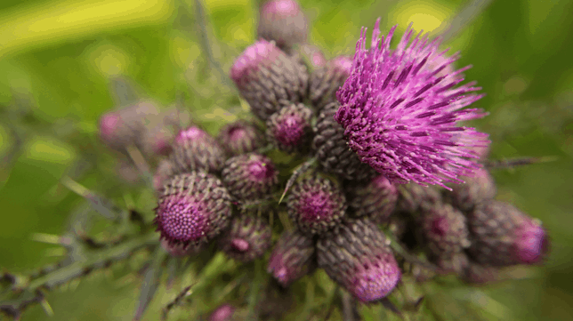Marsh Thistle - Lower & Higher Moors, Isles of Scilly