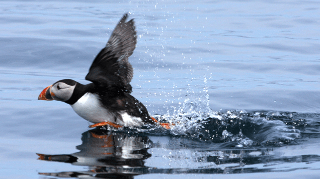 Puffin in flight - Isles of Scilly