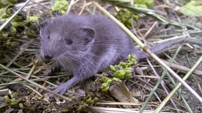 Scilly Shrew - Isles of Scilly