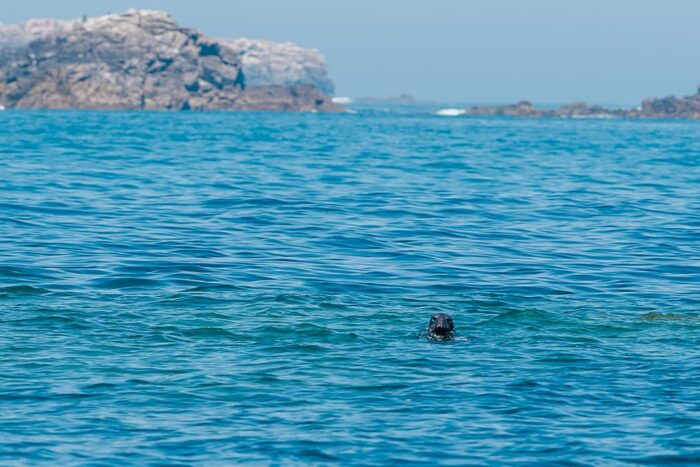 Grey Atlantic seal popping it's head out of the water, wildlife boat trip, Isles of Scilly