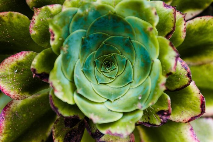 aeoniums succulent, St Mary's, Isles of Scilly