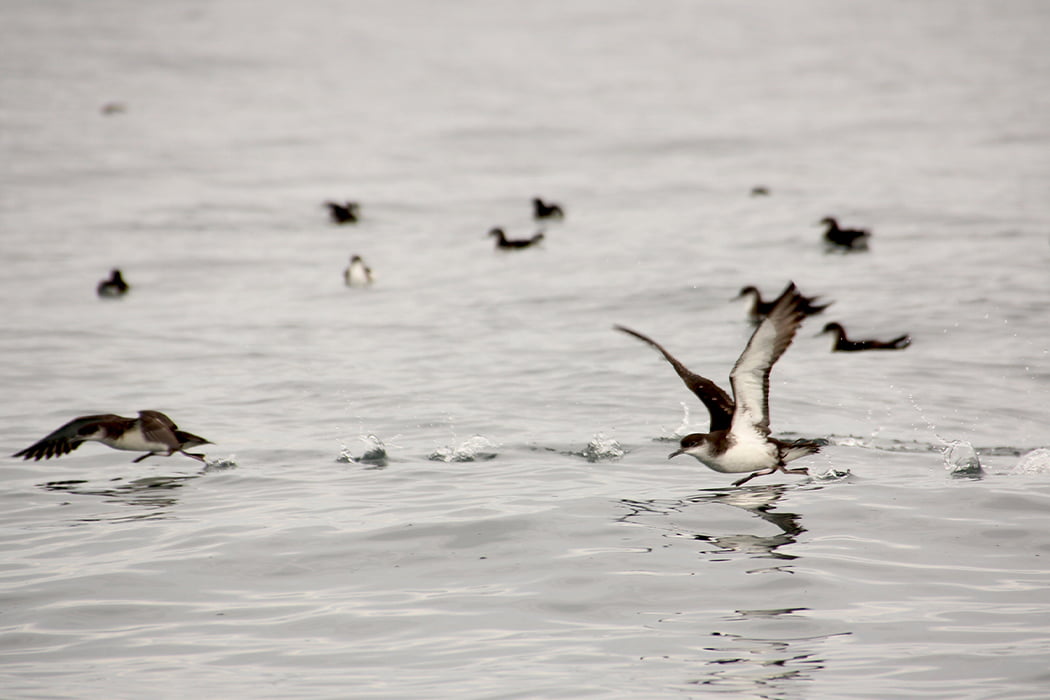 Manx shearwater © BareFoot Photographer & IOS Wildlife Trust