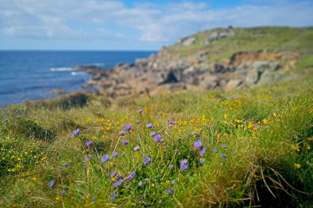 Sheeps Bit Trefoil © BareFoot Photographer & IOS Wildlife Trust