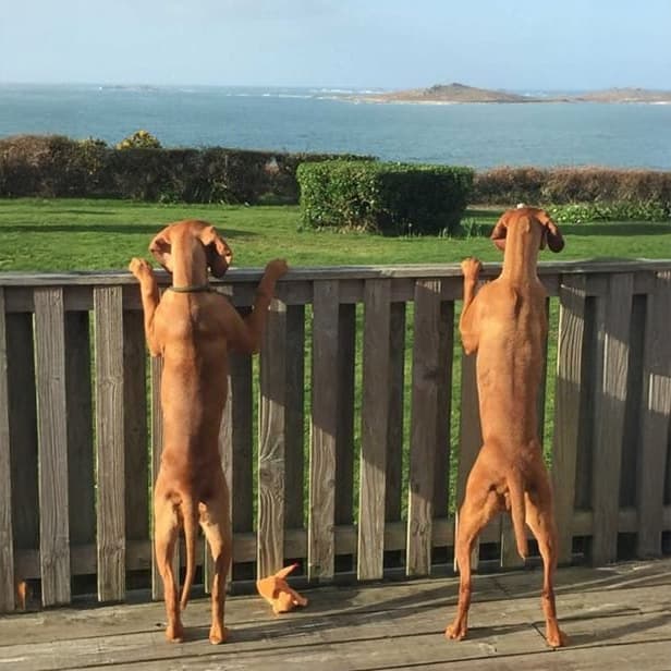 Dogs jumping up on the fence.