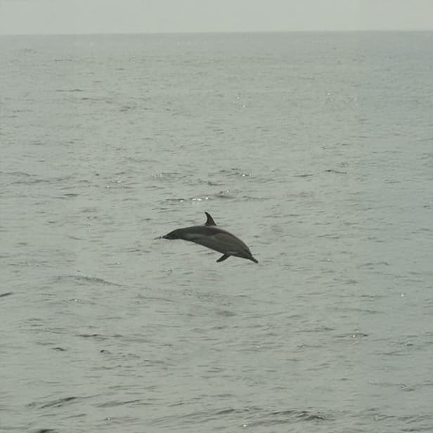 Dolphin leaping out of the water