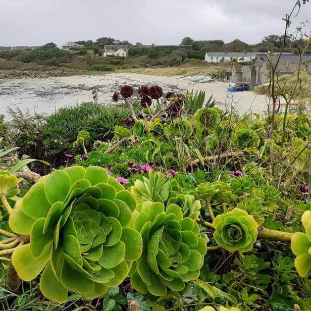 Succulents overlooking Porthmellon Beach, St Mary's, Isles of Scilly
