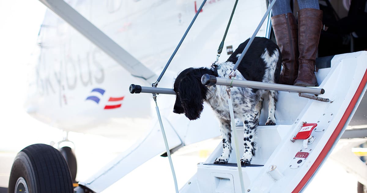 Dogs on the Isles of Scilly - dog travelling on skybus flight