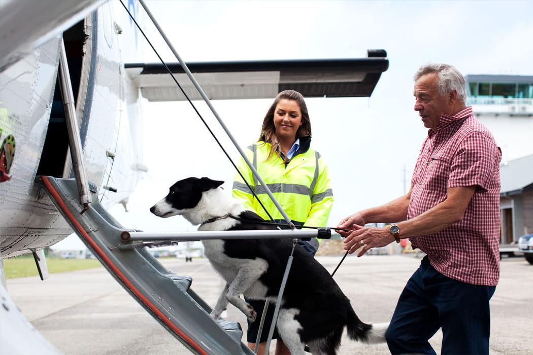 Man boarding a Skybus aircraft with his dog, Land's End Airport, Cornwall