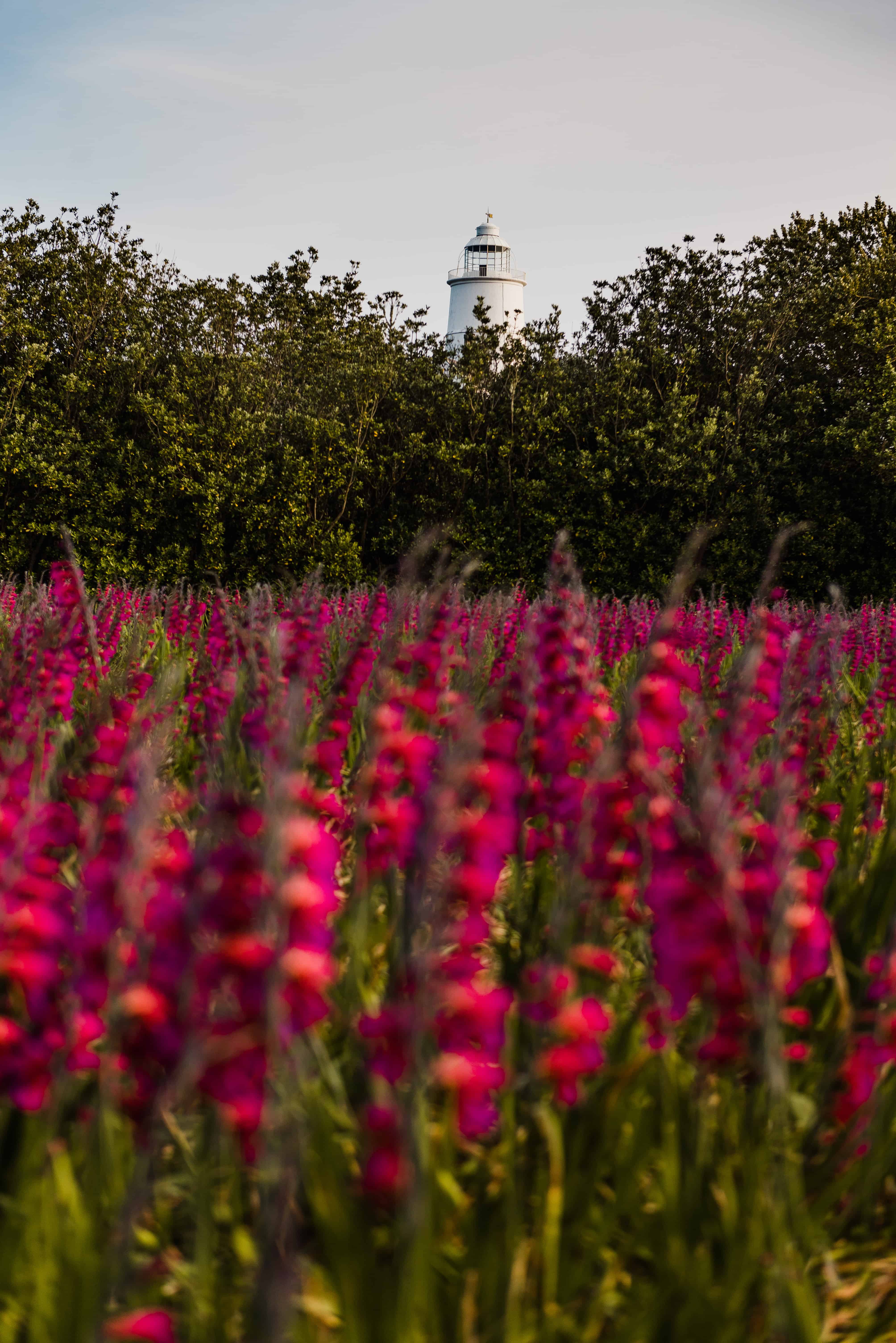 Gladioli in front of St Agnes Lighthouse - Isles of Scilly