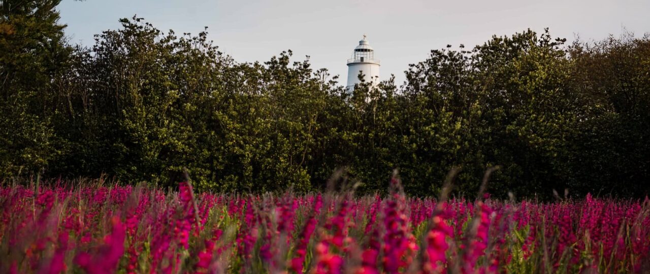 Gladioli in front of St Agnes Lighthouse - Isles of Scilly