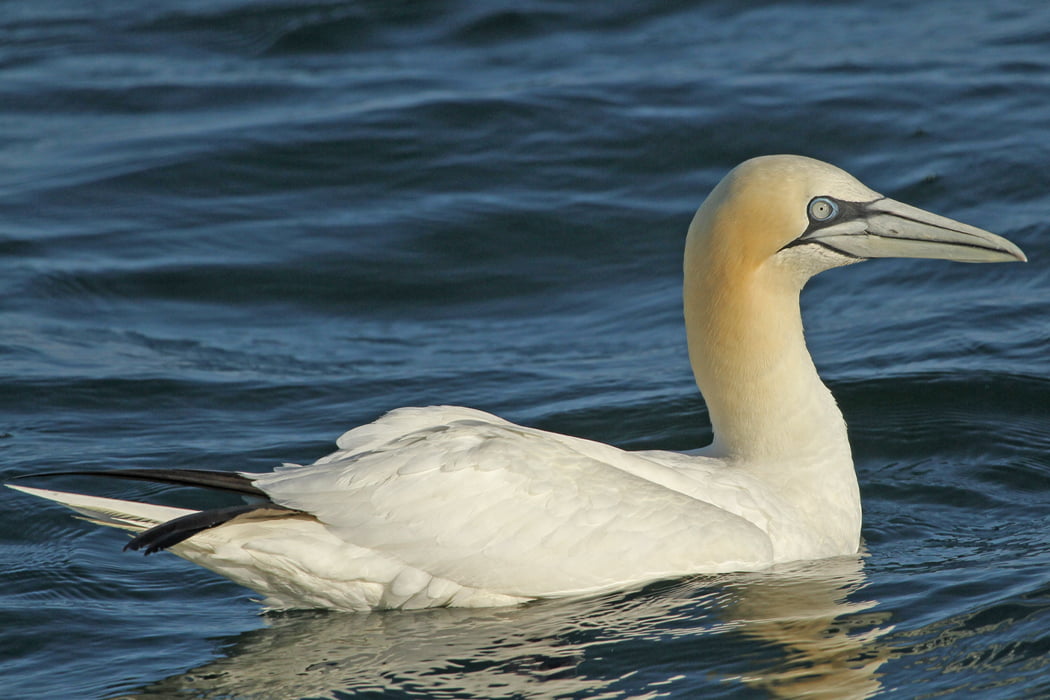 Gannet in the sea in the Isles of Scilly