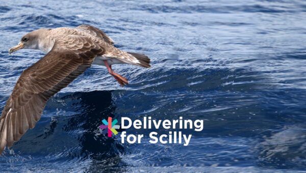 Seabird Survey Scillonian III