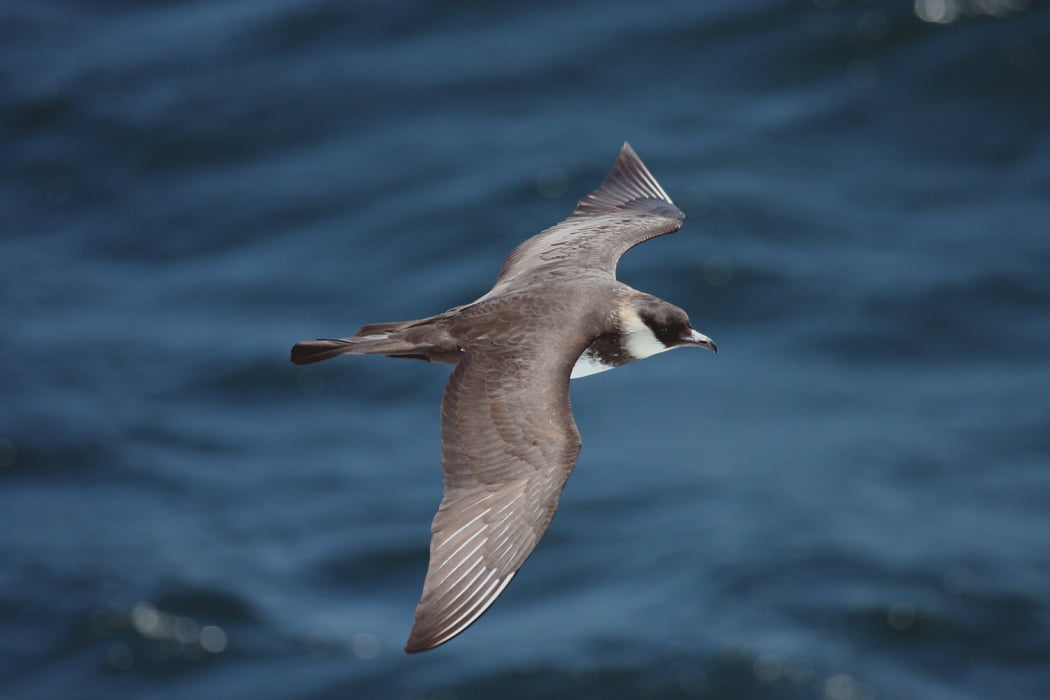 Pomarine Skua flying in the Isles of Scilly