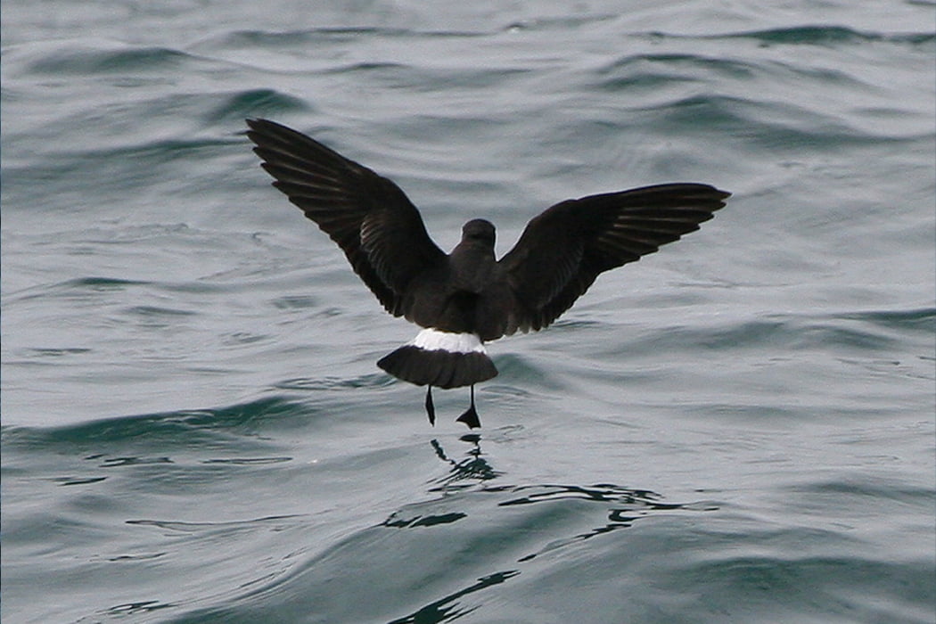 Storm Petrel flying in the Isles of Scilly