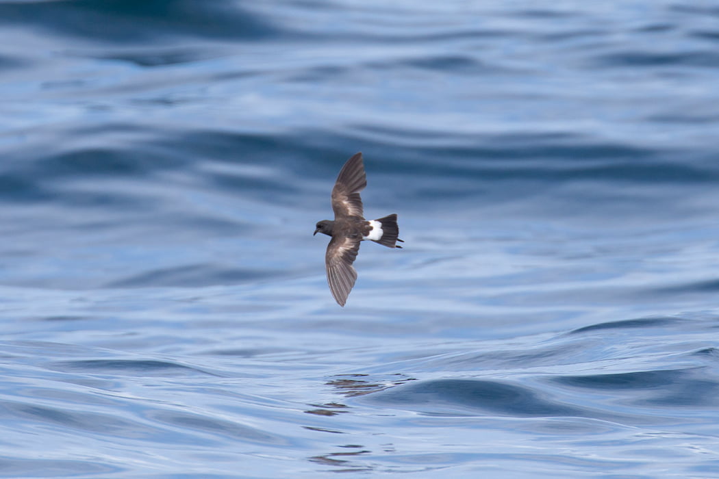 Storm Petrel flying in the Isles of Scilly - Joe Pender