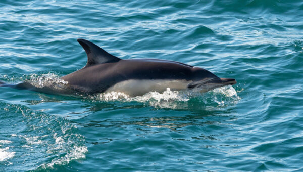 Dolphin jumping in the sea off the coast of the Isles of Scilly