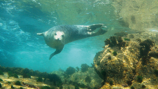 Grey Atlantic Seal Swimming - Snorkelling Adventures - St Martin's, ISles of Scilly