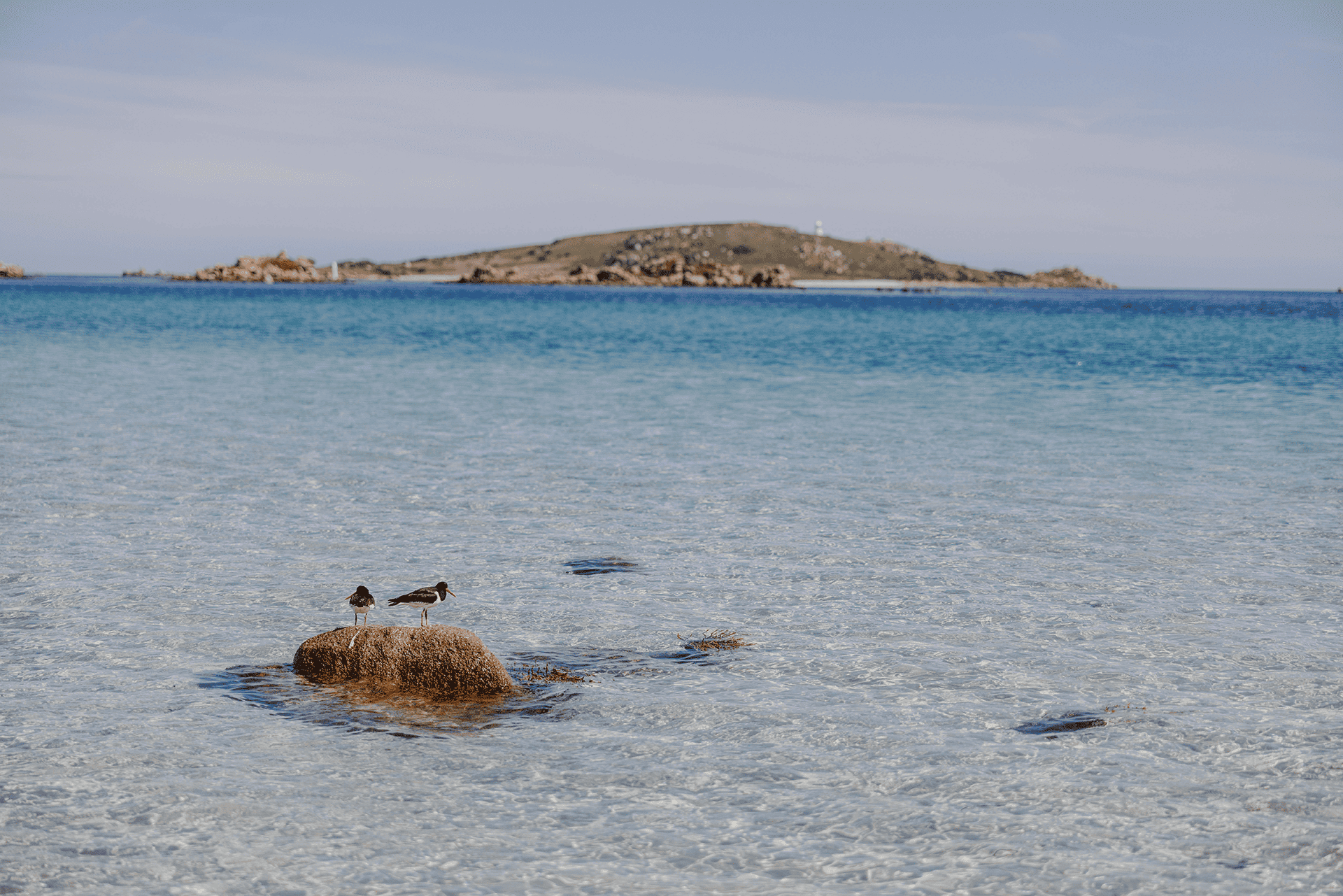 Oystercatchers- Isles of Scilly