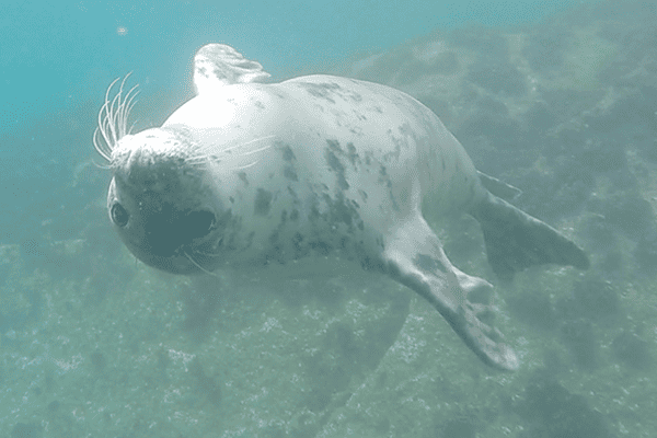 Grey Atlantic Seal swimming- Seal Snorkeling Adventures, St Martin's, Isles of Scilly