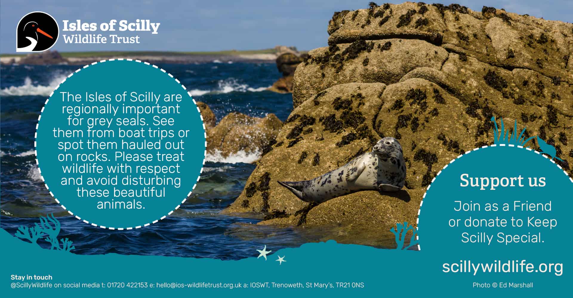 Isles of Scilly Wildlife Trust - Grey Seals