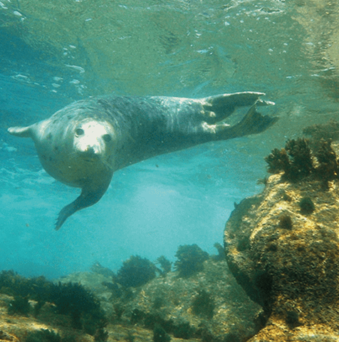 Grey Atlantic Seal Swimming - Isles of Scilly