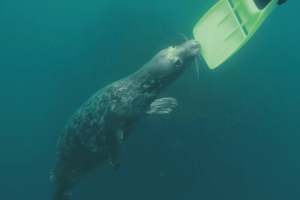 Grey Atlantic Seal - Snorkeling, St Martin's, Isles of Scilly