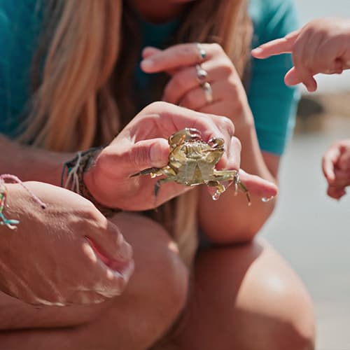 person holding sea crab found in a rockpool, St Mary's