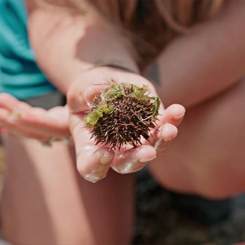 person holding sea urchin found in a rockpool, St Mary's