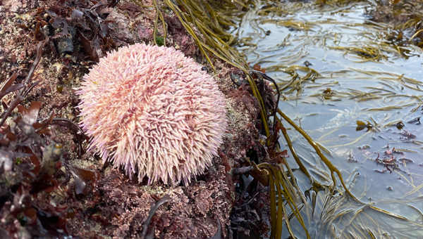 edible sea urchin - scilly-rockpool safaris - St Mary's, Isles of Scilly