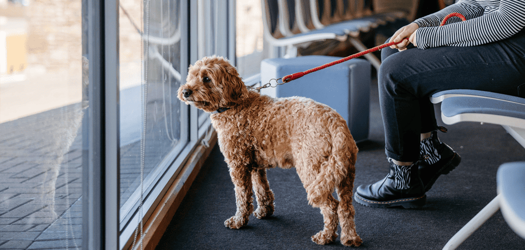 Dog at Land's End Airport Terminal waiting to board Skybus flight