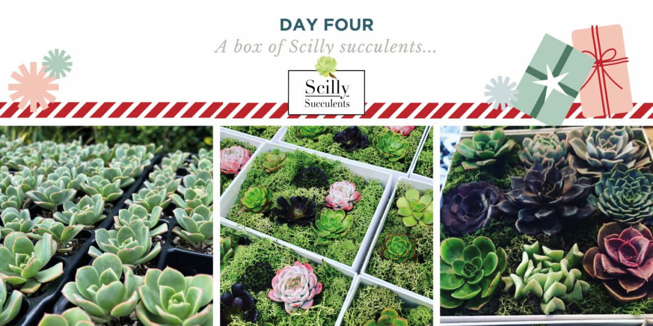 Different varieties of succulents from Scilly Succulents