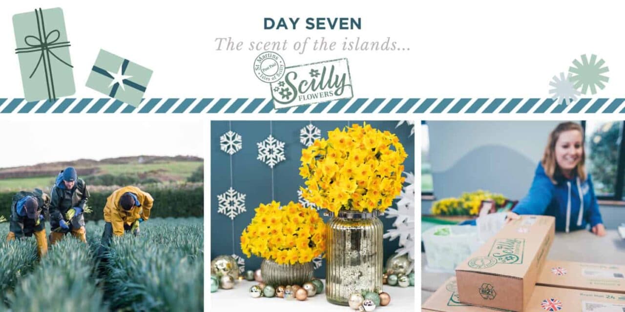 Scilly Flowers, narcissi based on St Martin’s