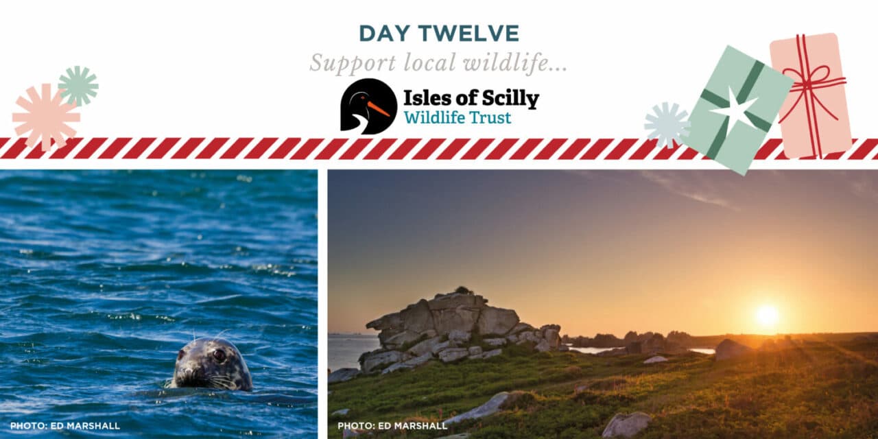 Scilly wildlife adoption packs are a wonderful way to support the Trust’s work. 