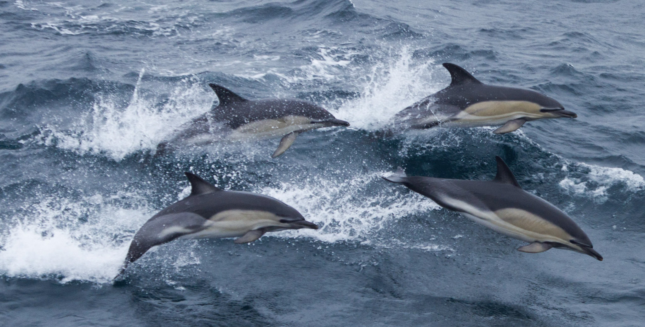 Dolphins in the sea