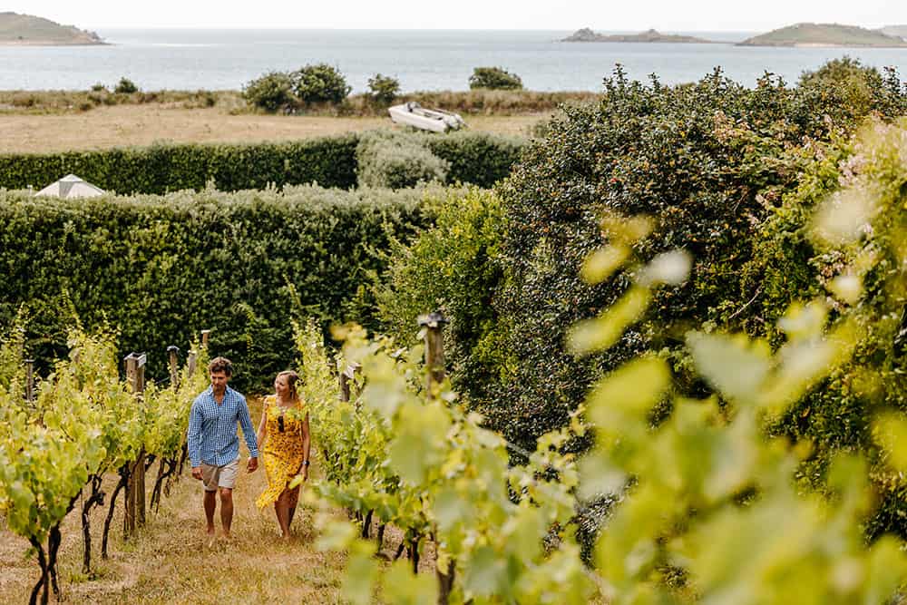 couple walking in a vineyard