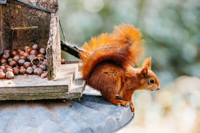 A squirrel with its nuts 