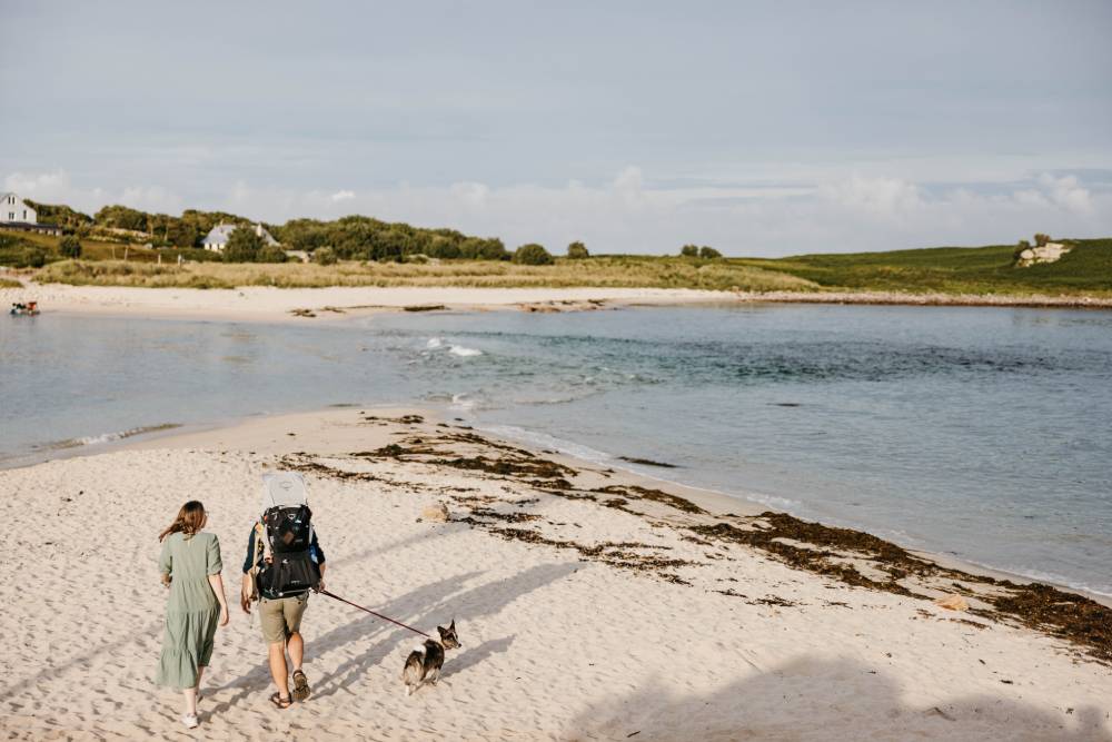 A dog walk on a beach