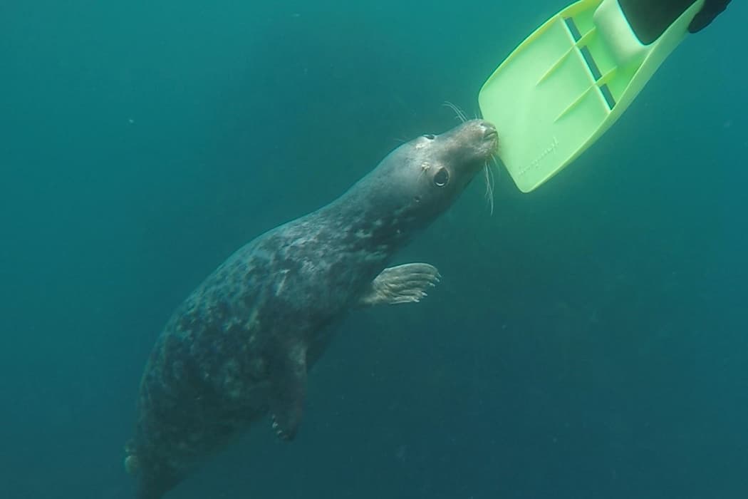 playful seal holing on to snorkerllers flipper, St Martin's, Isles of Scilly