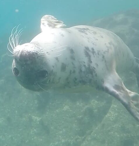 playful grey Atlantic seal under the water, st martin's, isles of scilly