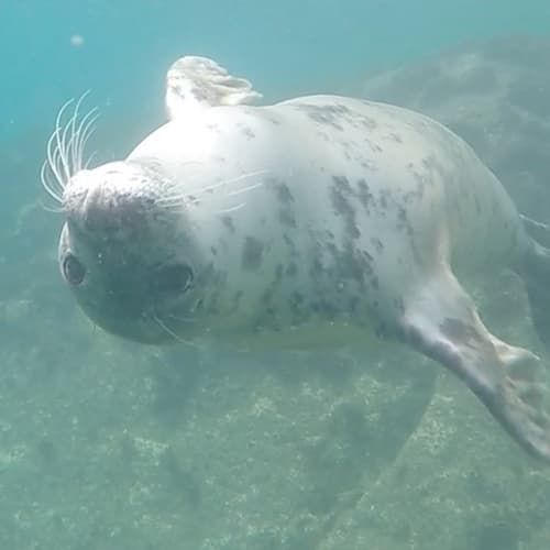 playful grey Atlantic seal under the water, st martin's, isles of scilly