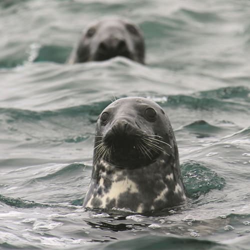 Grey Atlantic seals popping heads out of the water, St Martin's, Isle sof Scilly